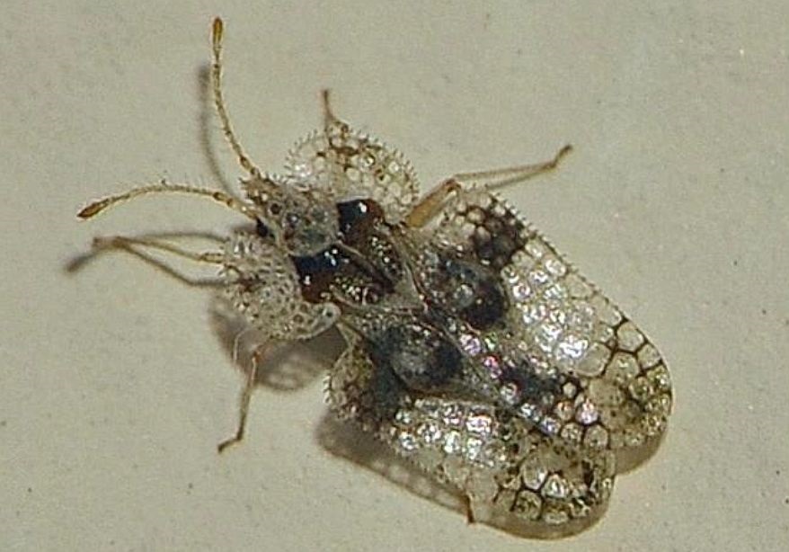 Corythucha arcuata