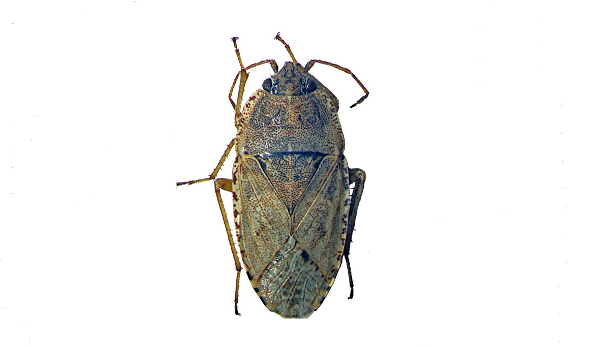 Emblethis griseus