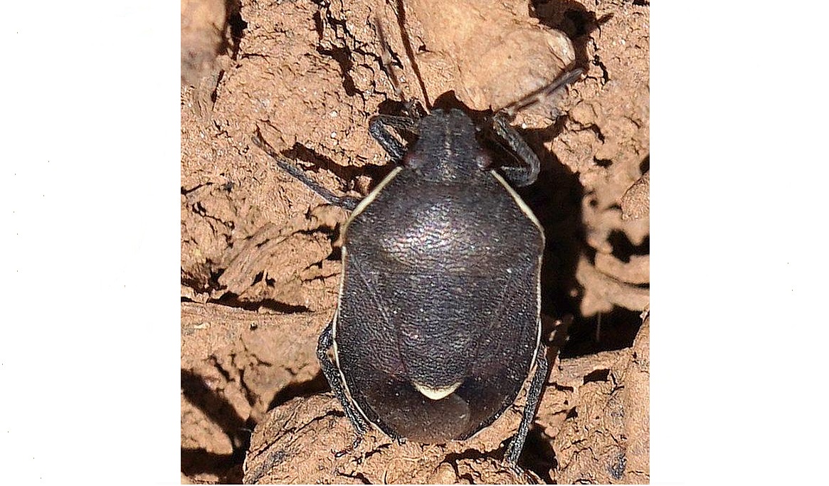 Risibia christophi